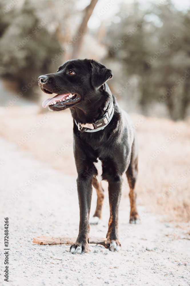 Dark dog in the autumn ,fall season Dark dog in the autumn ,fall season