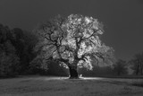 Samotne drzewo pokryte śniegiem, zdjęcie wykonane nocą, podświetlenie tylne drzewa ledowe.