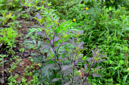 tulsi plant in the wild