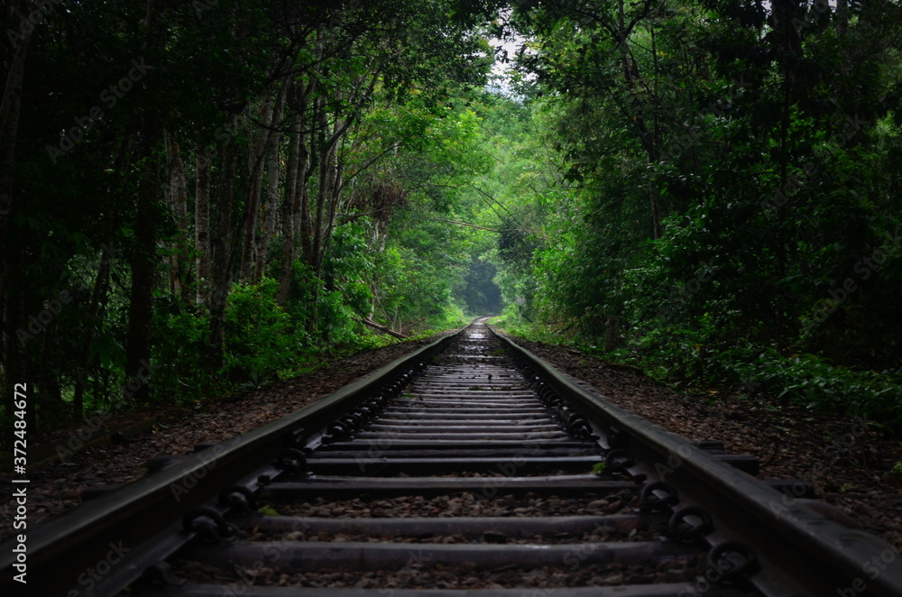Rail Line In A Forest