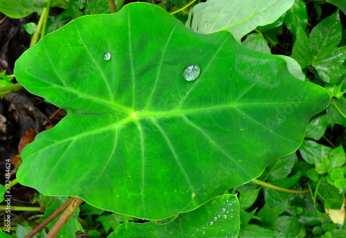 dew drops on a leaf closeup