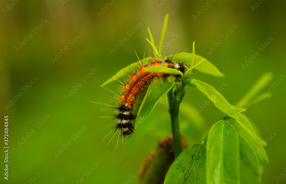 image of beautiful  caterpillar eating a leaf