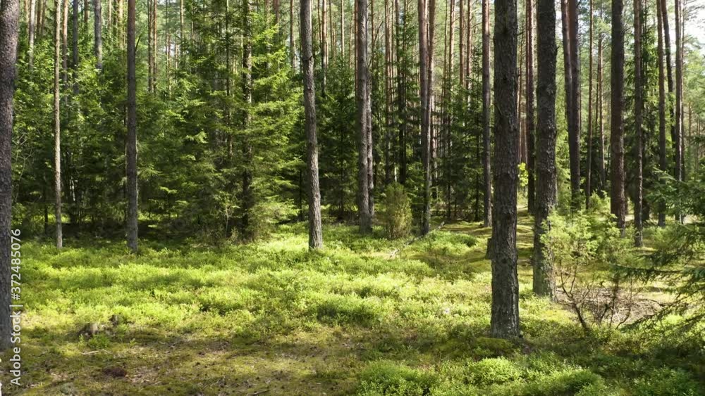 Drone shot flying on summer pine tree forest. Drone shot flying on summer pine tree forest.