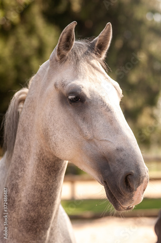 white horse portrait © Mitrografie