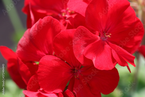 red hibiscus flower © Anna