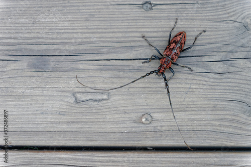 Longhorn beetle ( Neocerambyx oenochrous, Aeolesthes oenochrous, Hemadius oenochrous, Cerambycidae) photo