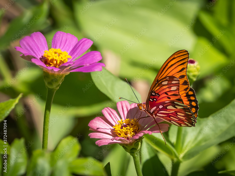 Close-up of a Gulf Fritillary butteryfly, Avgraulis vanillae nigrior, on a Zinnia flower Close-up of a Gulf Fritillary butteryfly, Avgraulis vanillae nigrior, on a Zinnia flower