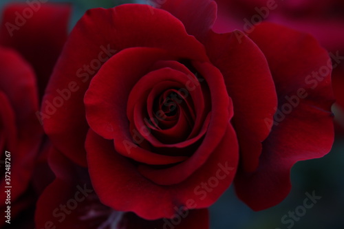 Fototapeta Naklejka Na Ścianę i Meble -  red rose close up