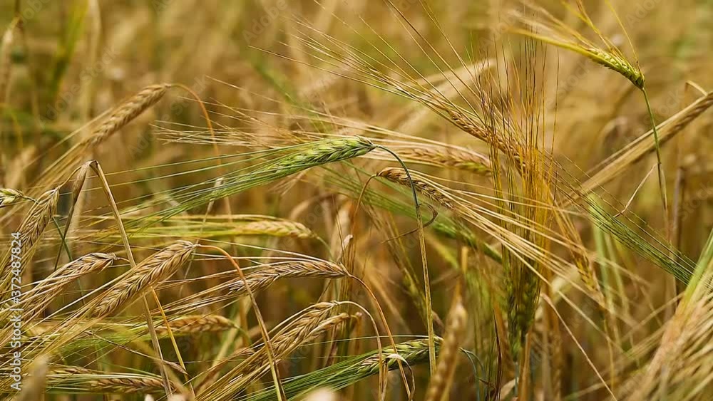 Ripening ears of barley sway in the breeze on a summer day close up Ripening ears of barley sway in the breeze on a summer day close up
