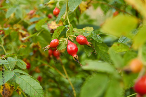 Red ripe rose hips on the branches.