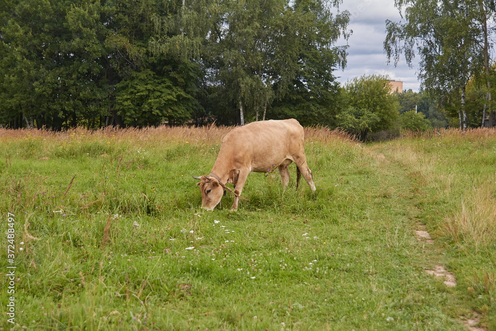 The cow grazes in the field and eats juicy grass.