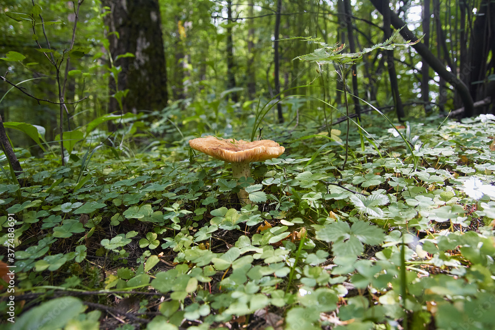 White paganka ripe in the forest. White paganka ripe in the forest.