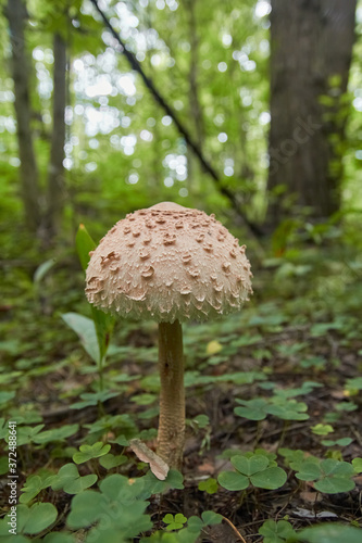 White paganka ripe in the forest.
