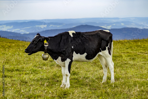 Vache pâturant en Forêt Noire.
