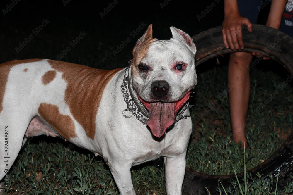 Staffordshire Terrier with an open mouth.