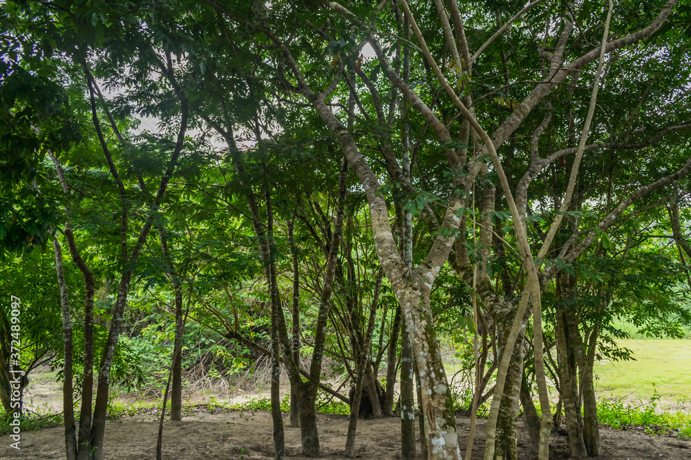 Pequena floresta. Pequena floresta.
