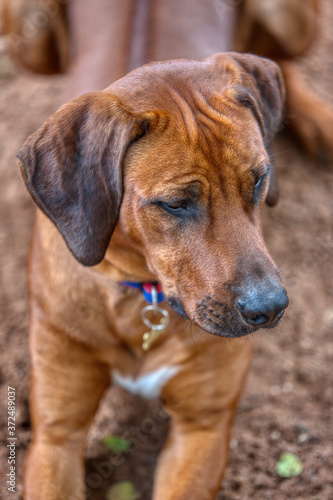 ridgeback dog