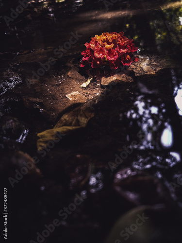 flower in water