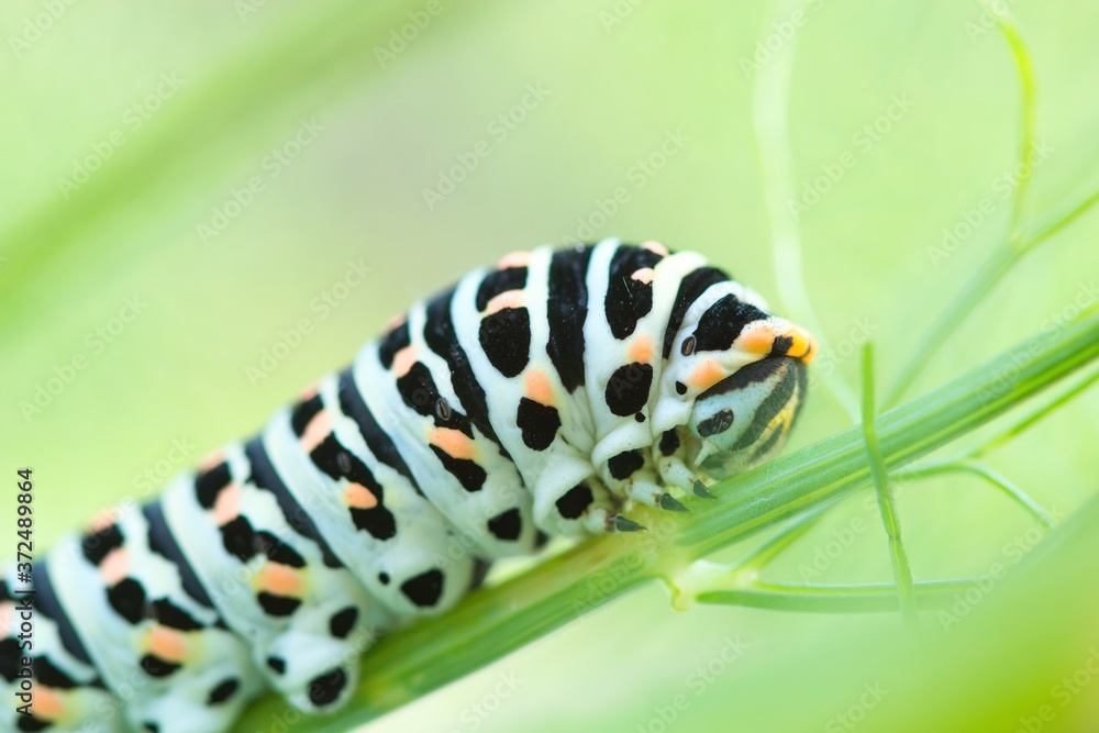 Nahaufnahme einer Raupe des Schwalbenschwanz Schmetterling, Papilio machaon Nahaufnahme einer Raupe des Schwalbenschwanz Schmetterling, Papilio machaon