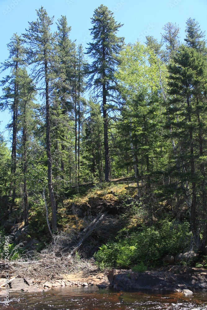 Forêt boréale lac saint-Jean Québec Forêt boréale lac saint-Jean Québec