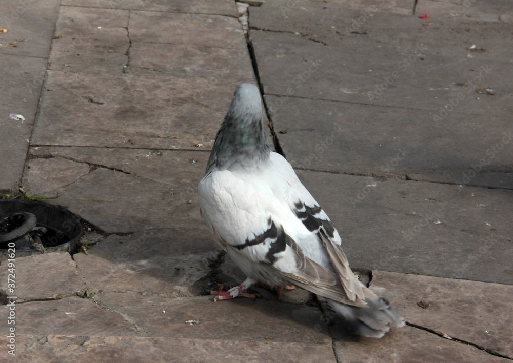 Fototapeta premium cute birds and pigeons that eat food