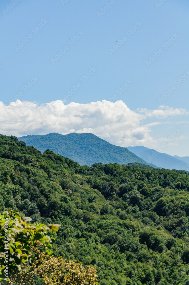 tea plantation in the mountains