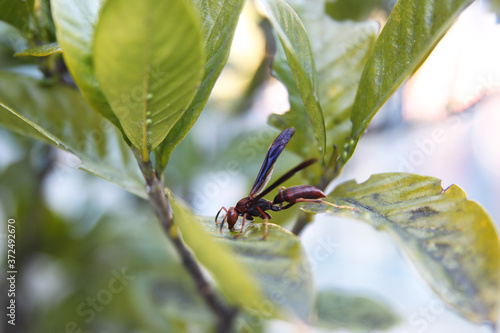 Marimbondo na planta photo