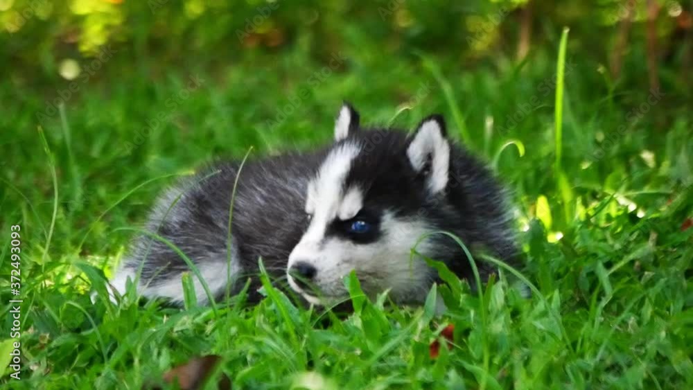 Small Siberian husky puppy dog on green grass. Small Siberian husky puppy dog on green grass.