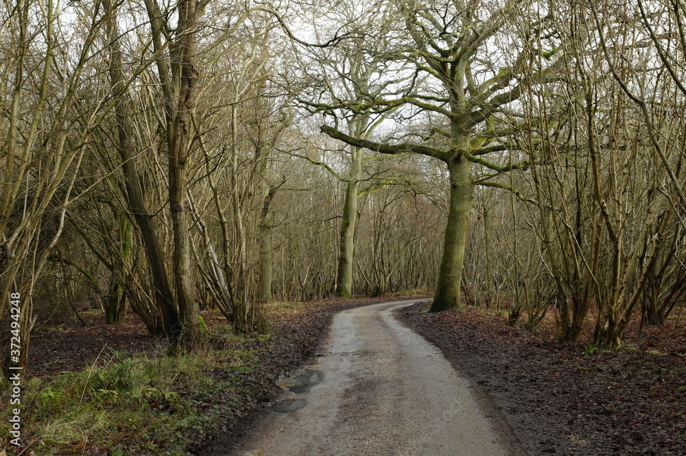 Path in the forest, winter in Hatfield forest Path in the forest, winter in Hatfield forest