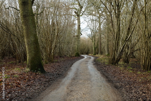 Path in the forest, winter in Hatfield forest © Paulina