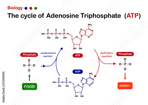 Biology diagram show Adenosine triphosphate (ATP) cycle for energy production in cell photo