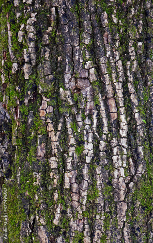 Tree trunk texture