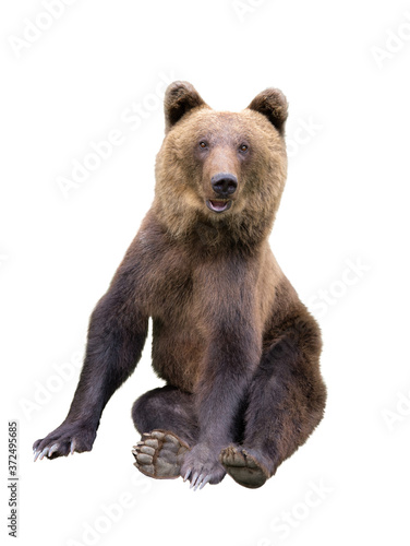 Brown bear sits isolated on a white background.