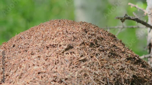 Life of ants in a large anthill. 4k