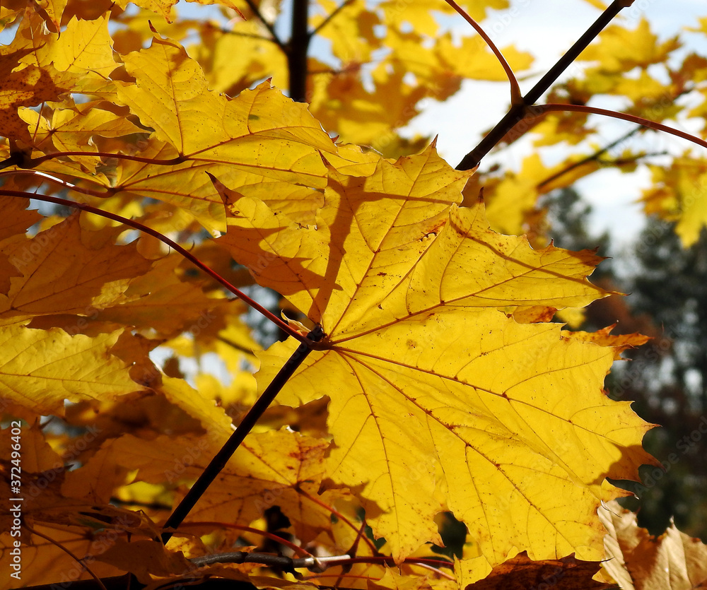 autumn leaves of deciduous trees painted in different colors in the Podlasie region in Poland 2019 autumn leaves of deciduous trees painted in different colors in the Podlasie region in Poland 2019