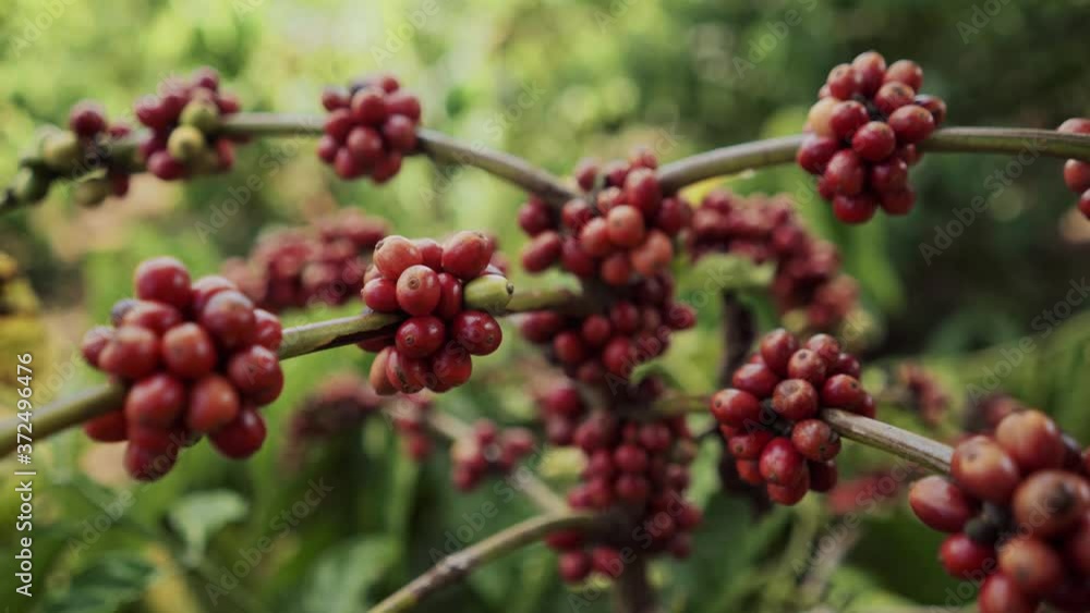 A ripe coffee bush in the mountains of Vietnam, ready for harvest with green and red coffee cherries. Arabica and Robusta coffee grow A ripe coffee bush in the mountains of Vietnam, ready for harvest with green and red coffee cherries. Arabica and Robusta coffee grow