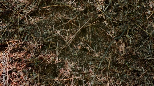 Life of ants in a large anthill. 4k