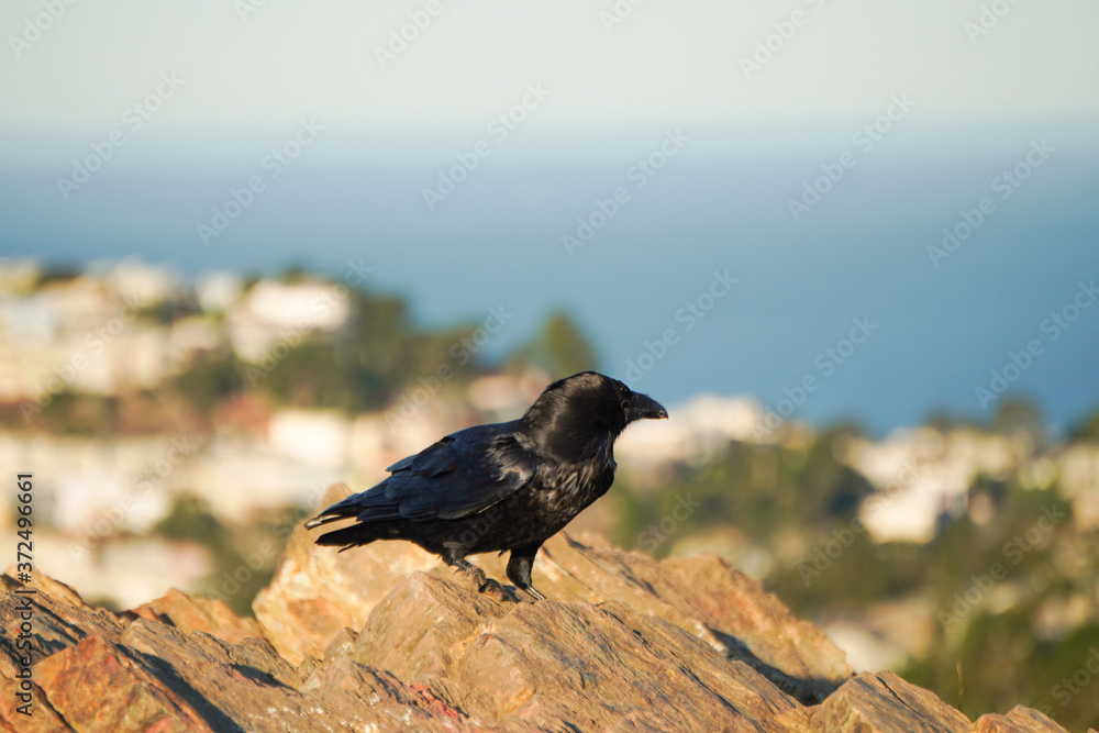 Fototapeta premium A crow standing on the stone