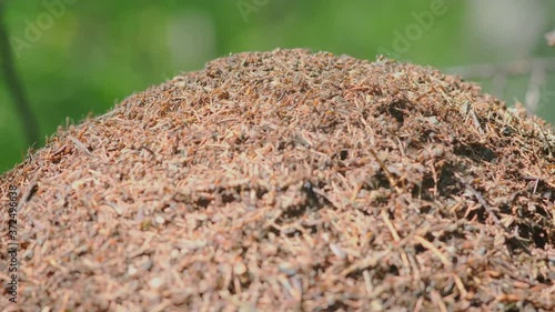 Life of ants in a large anthill. 4k