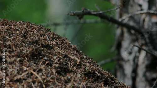 Life of ants in a large anthill. 4k