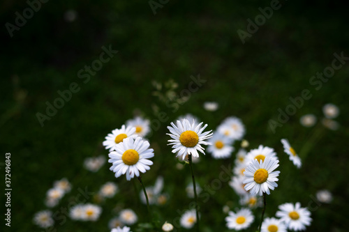 White chamomile flowers on a green grass background.