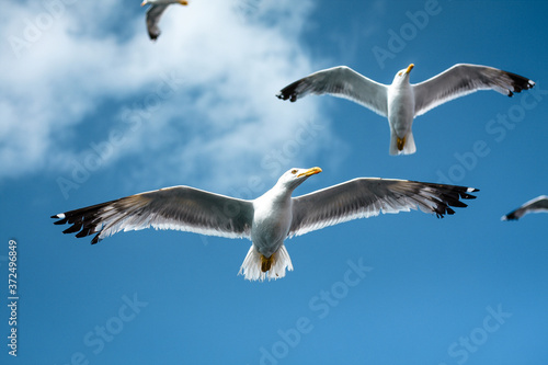 seagull in the sky © KonzioRo