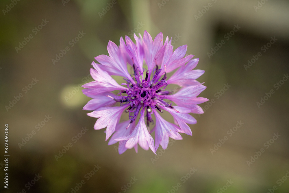 Kornblume Kornblume