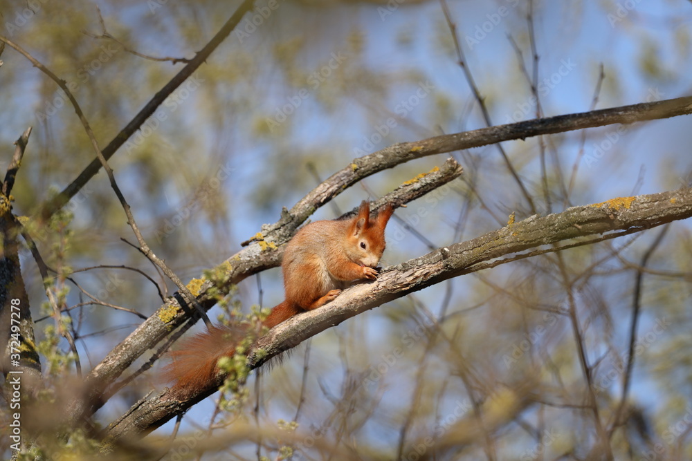 Fototapeta premium squirrel on a tree