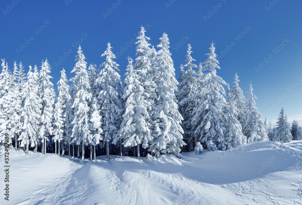 Beautiful landscape on the cold winter morning. High mountain. Pine trees in the snowdrifts. Lawn and forests. Snowy background. Nature scenery. Location place the Carpathian, Ukraine, Europe.