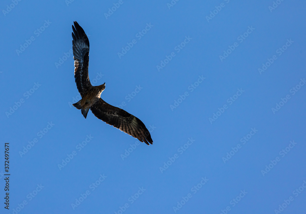 wild eagle in flight. the Siberian hawk spread its wings beautifully in search of prey, against the blue sky wild eagle in flight. the Siberian hawk spread its wings beautifully in search of prey, against the blue sky