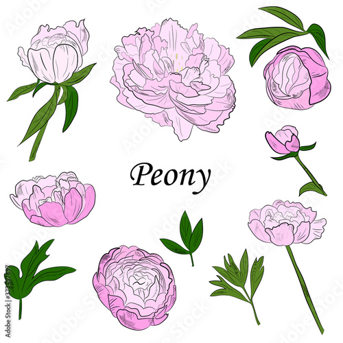 peony flower, leaves and buds hand drawing. Botanical illustration outline, sketch.