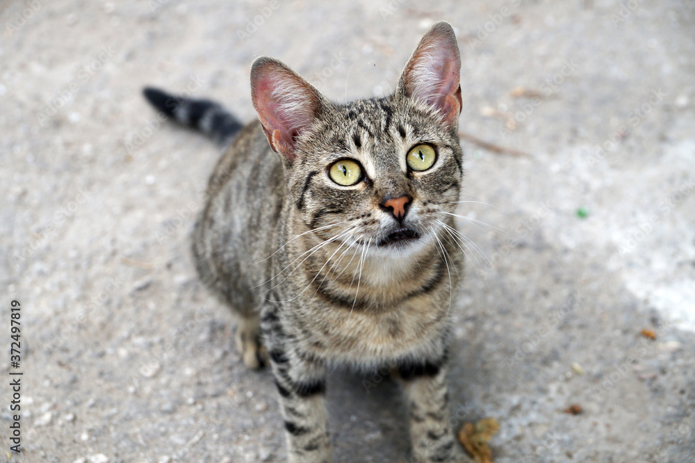 homeless black and white cat looking at the camera