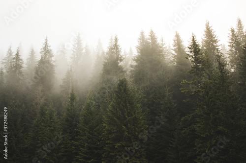 fog in the woods  Haze in fir forest