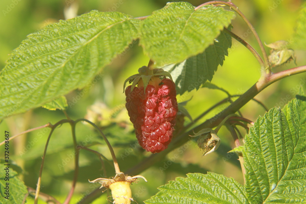raspberry on a bush raspberry on a bush